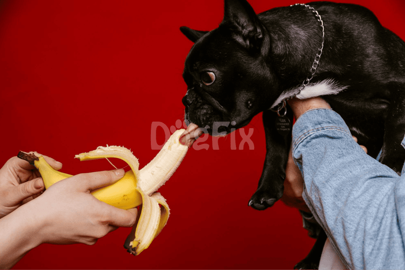 Funny bulldog tugging banana peel toy, playful pet behavior, dog fun and training, pet toys, dog-friendly activities.