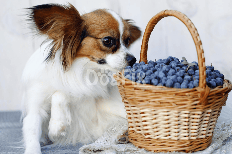 Dog enjoying blueberries in a basket for healthy dog snacks.