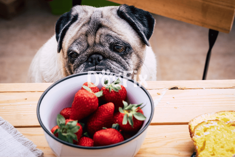Sociable French Bulldog with bowl of ripe strawberries, healthy treat for dogs.