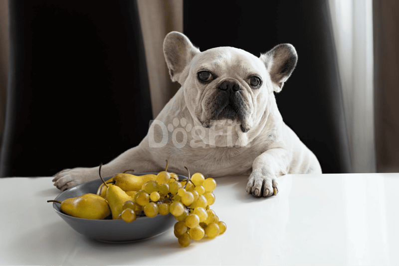 Close-up of French Bulldog with grapes and pears, promoting healthy dog treats and nutrition options.