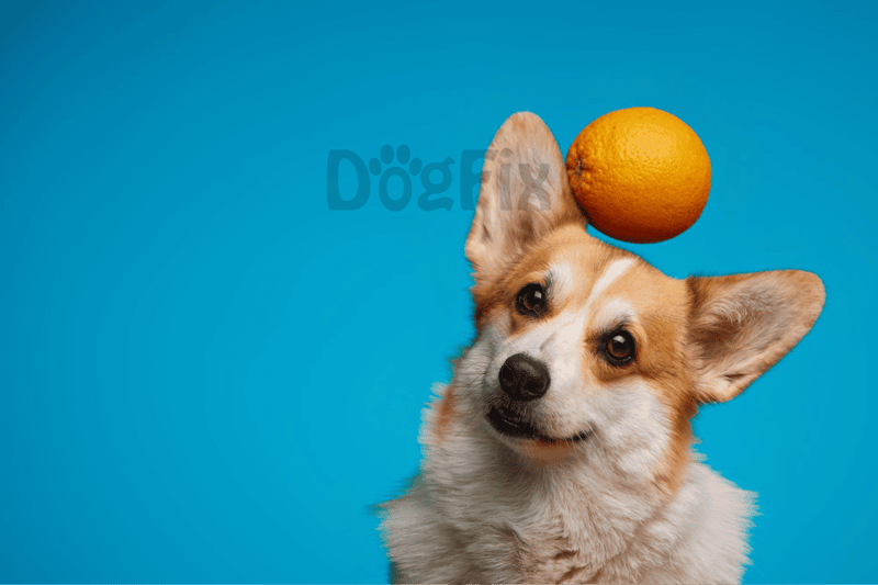 Cute Corgi balancing an orange on its head on a vibrant blue background.