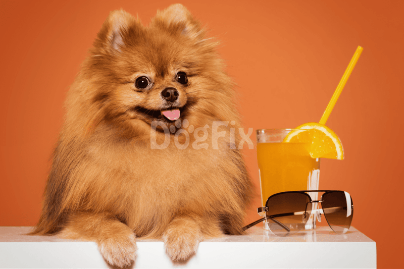 Adorable Pomeranian dog with sunglasses and orange juice on a white surface.