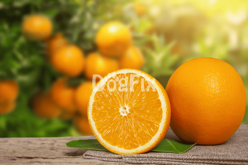 Bright orange fresh oranges, perfect for healthy dog treats and natural nutrition.