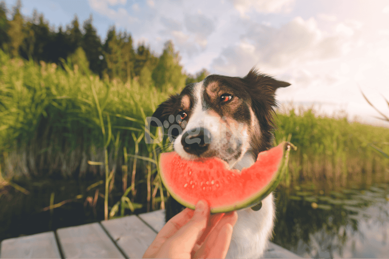 Dog enjoying a slice of watermelon by the water.