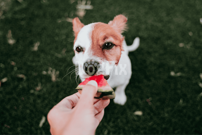Cute dog enjoying fresh watermelon snack outdoors.