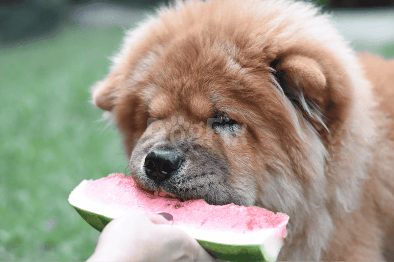 Adorable dog enjoying a fresh watermelon slice outdoors.