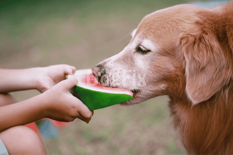 Adorable dog eating watermelon slice, enjoying a healthy summer treat outdoors, perfect hydration for dogs.