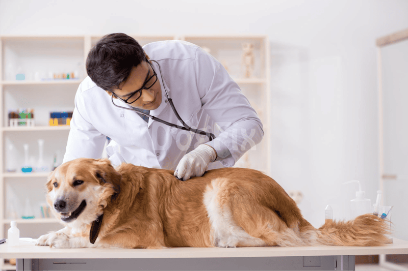 Experienced veterinarian examining a happy dog at clinic.