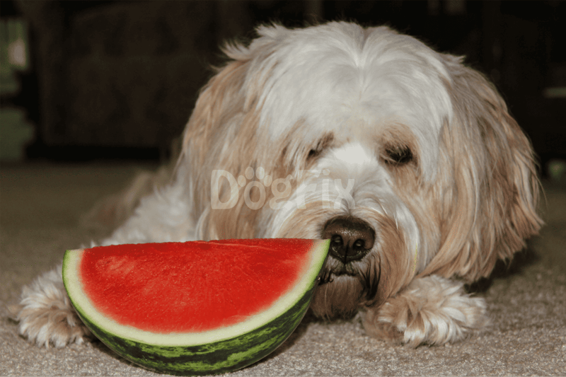 Dog with a large slice of juicy watermelon on the floor.