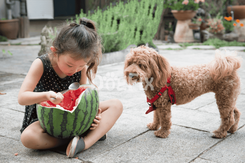 Girl and dog sharing a watermelon outdoors.