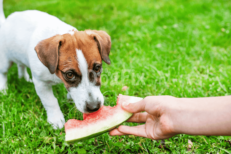 Dog enjoying fresh watermelon treat on green grass, healthy snack for dogs, summer pet care.