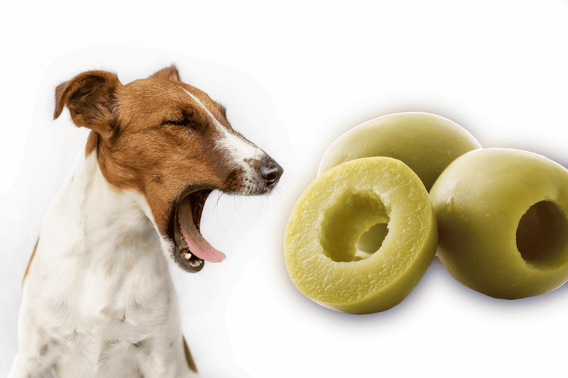 Dog yawning with green olives in front of him.