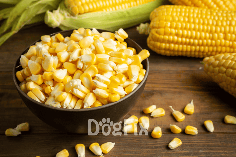 Fresh yellow corn kernels in a bowl with corn on the cob in the background.