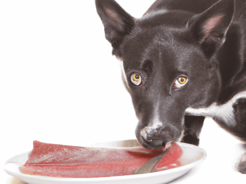 Dog, meat, plate, food, pet, canine, healthy, diet, feeding, nutrition.