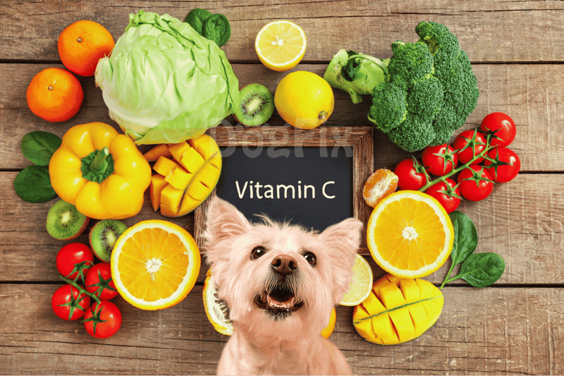 A cute dog surrounded by fresh tropical fruits and vegetables high in Vitamin C, ideal for healthy dog nutrition.