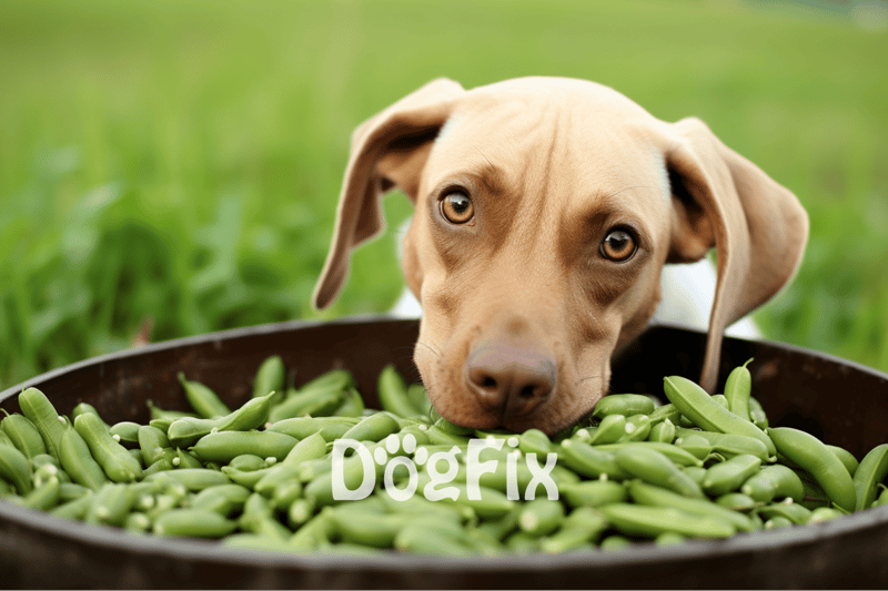 Dog licking a bowl of fresh green beans, healthy dog food choice, natural dog nutrition tips from Dogfix.com.