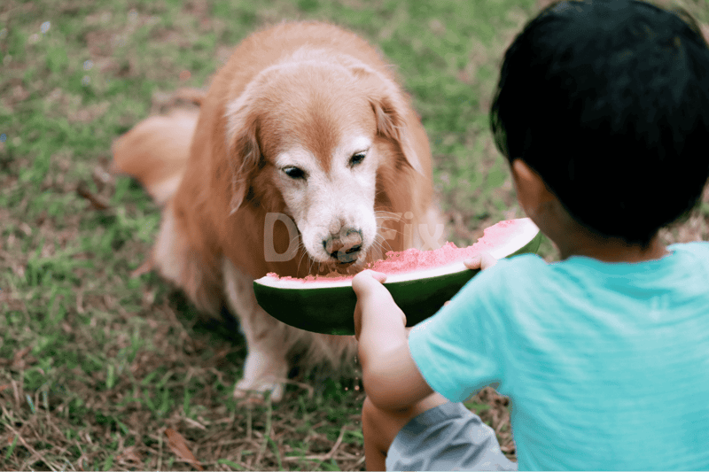 Friendly dog eating watermelon with child, outdoor pet fun, healthy dog food, summer pet care.