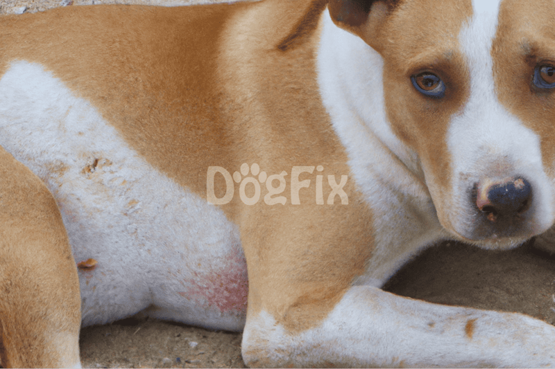 DogFix website - professional dog health and care services.