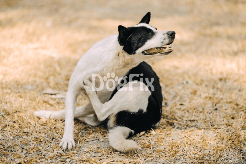 Happy black and white dog playing on grass, outdoor dog playtime, Dogfix.com pet health and training.