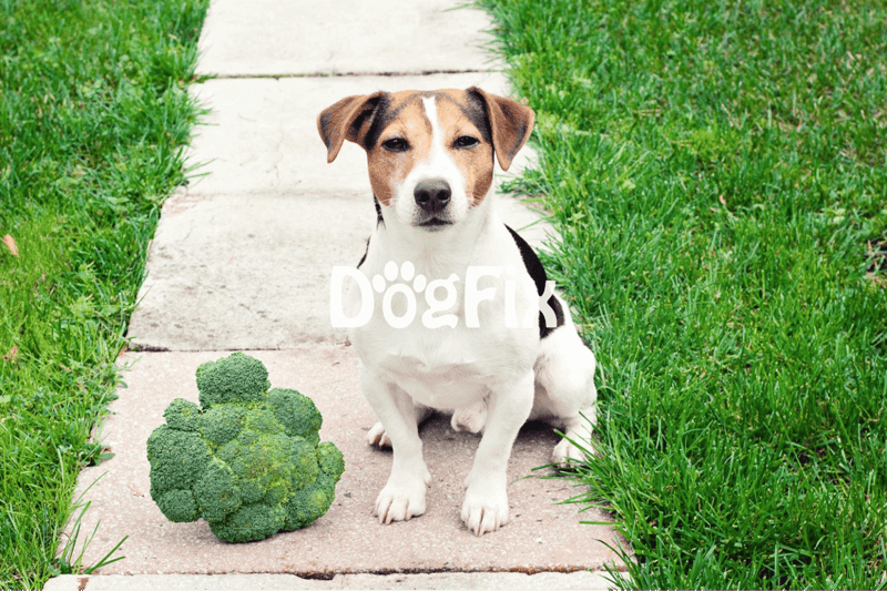 Adorable dog sitting on sidewalk with fresh broccoli and lush grass in outdoor setting.