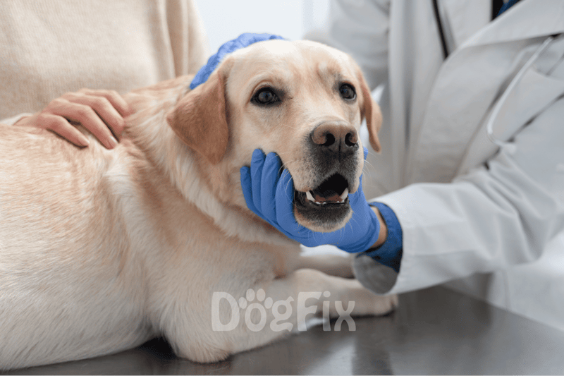 Dog medical checkup, veterinarian, pet health care, labrador, animal wellness.