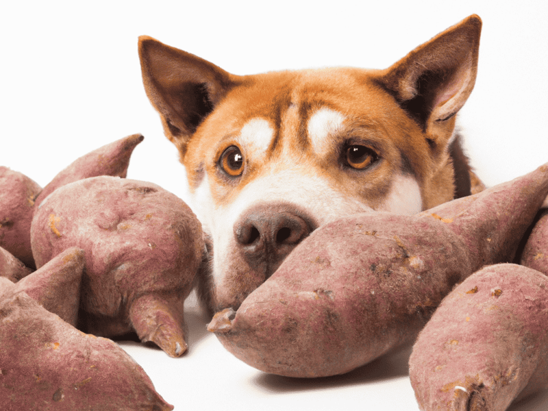 Dog enjoying sweet potato treats for healthy dog snacks.