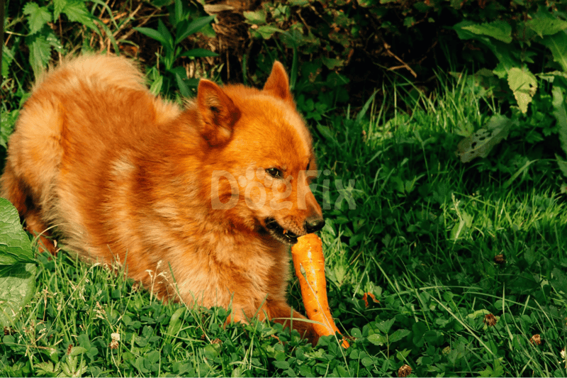 Dog with carrot in lush green garden, outdoor healthy pet lifestyle.