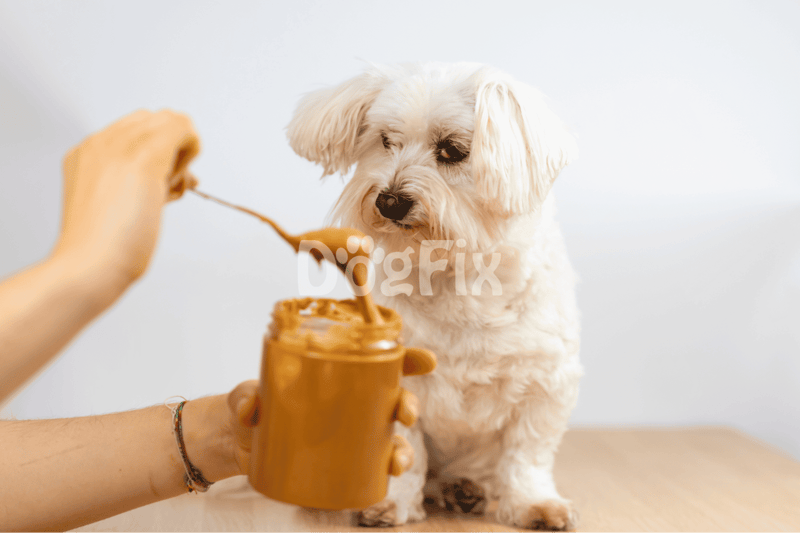 Cute dog receiving peanut butter treat from a spoon for training or snacking.