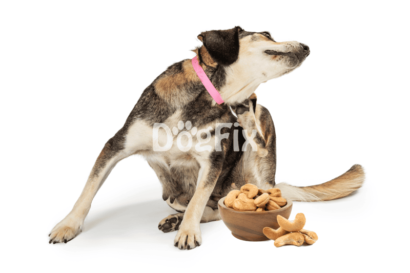 High-quality dog treats in a bowl on white background.