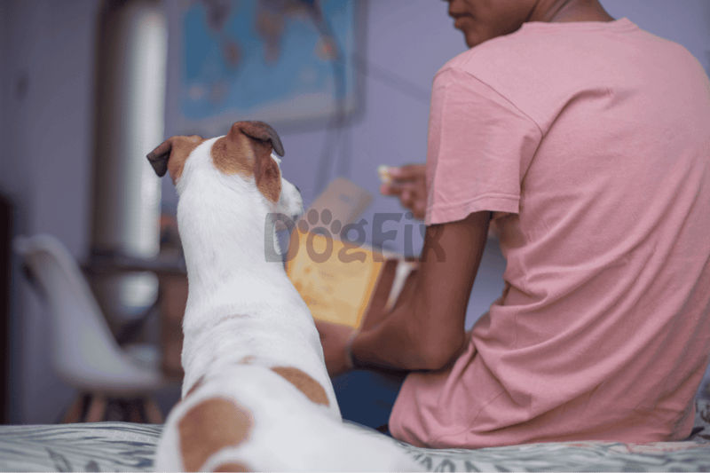 Veterinarian providing pet health advice for dogs in a veterinary clinic.