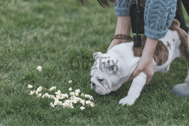 Adorable bulldog puppy sniffing flowers during outdoor walk on green grass.