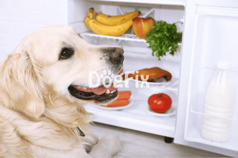 Dog enjoying healthy, nutritious meals from refrigerator.