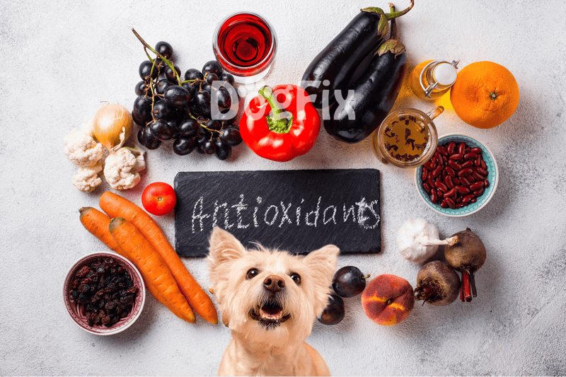 Vibrant fresh fruits and vegetables for dog health.