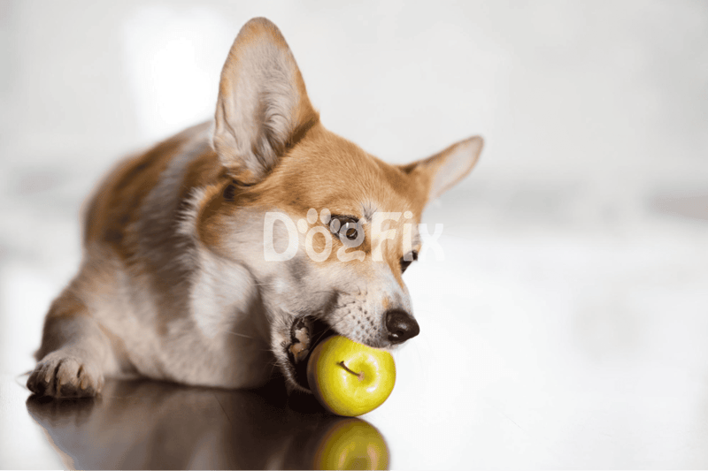Adorable dog chewing green apple, highlighting pet nutrition and health care from Dogfix.com.