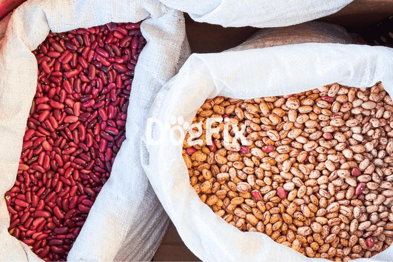 Natural beans in sacks, ready for sale or distribution at a market.