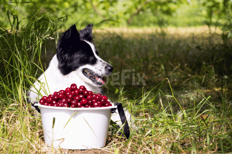 Dog with a bowl of cherries in natural outdoor setting.