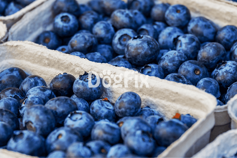 Blueberries and Bow-wow A Nutritional Deep Dive