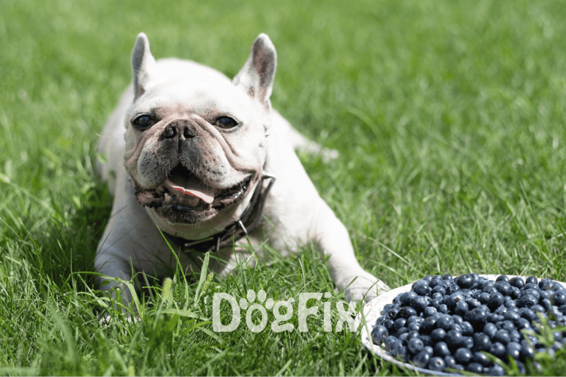 French Bulldog lying on green grass with blueberries in a bowl, healthy dog treat.