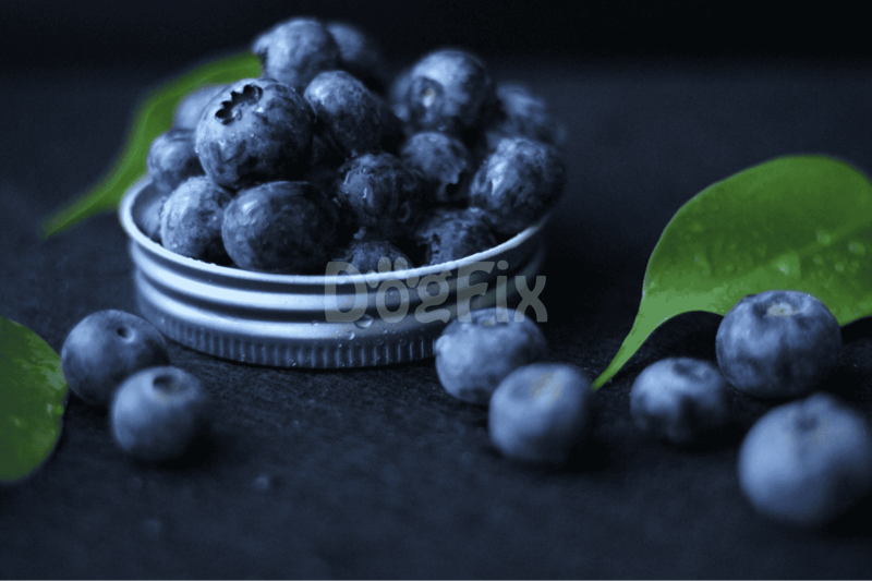 Fresh blueberries in a small dish with green leaves on a dark background. Healthy, natural dog treats from Dogfix.com.