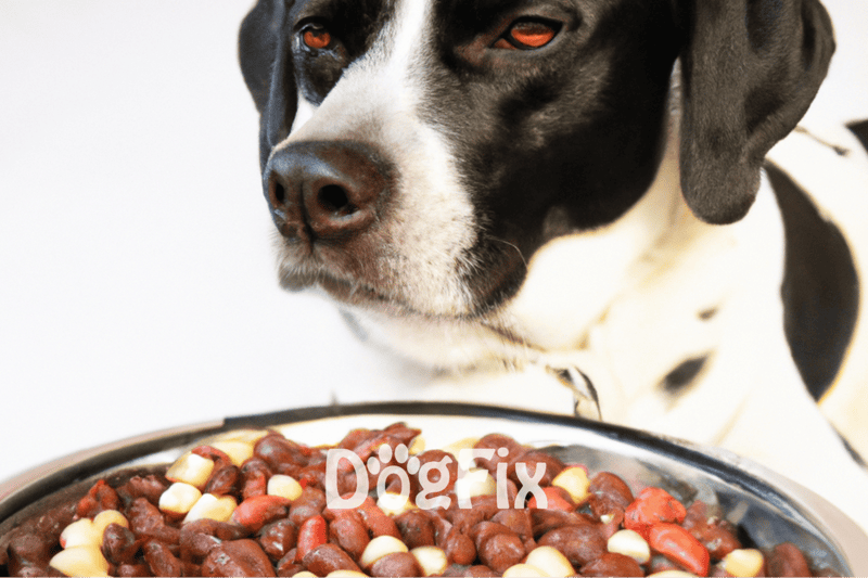 Close-up of a black and white dog with a food bowl filled with nutritious meat and vegetables, emphasizing pet health and nutrition.