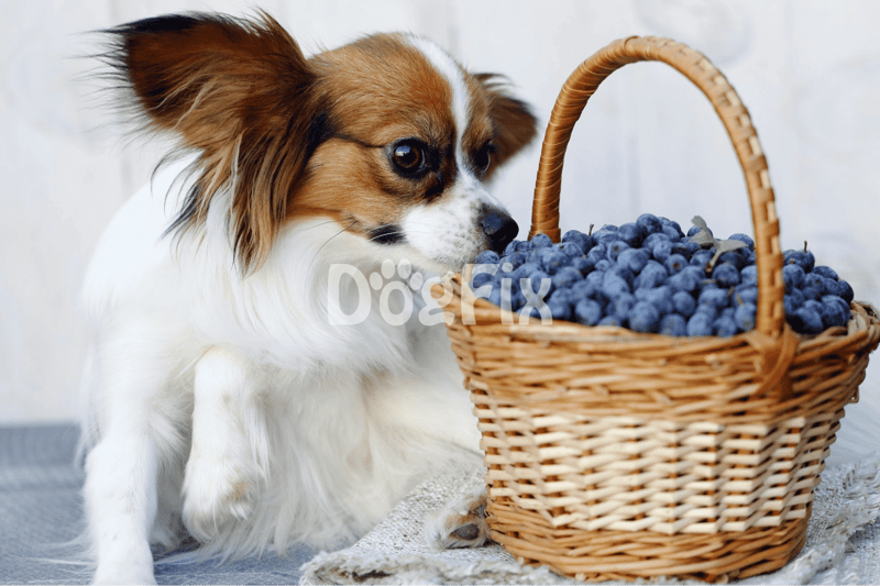 Can Dogs Eat Blueberries