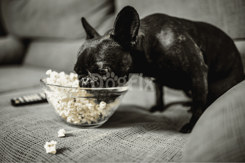 French Bulldog eating popcorn from glass bowl at home.