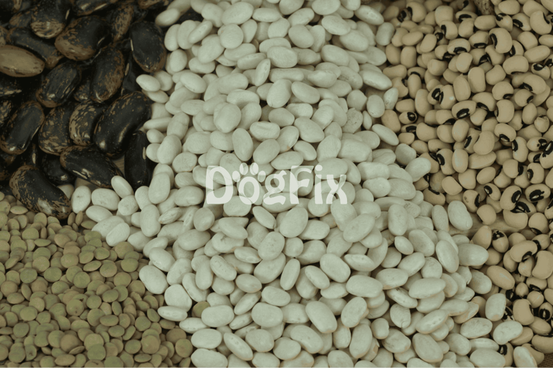 High-quality dog food options for all breeds and sizes.