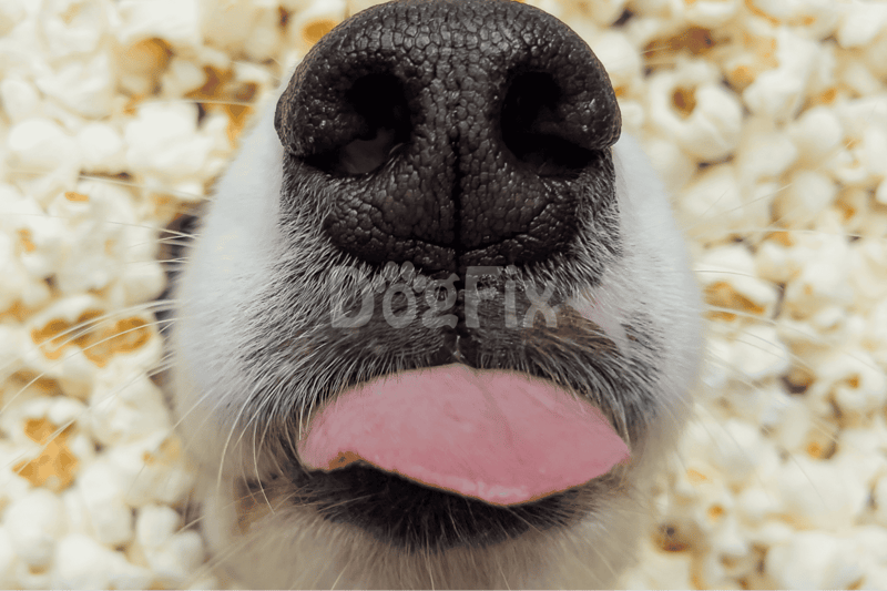 Close-up of a dog’s nose and tongue among popcorn. Perfect for pet care and dog grooming content.