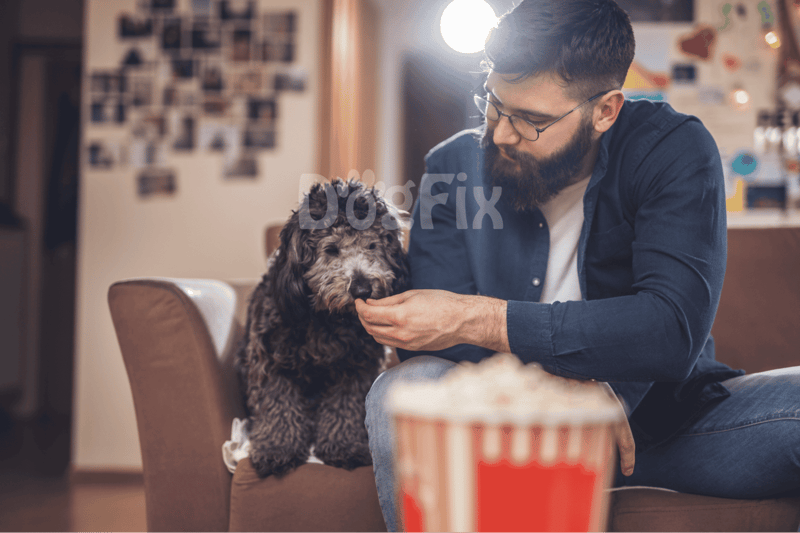 Dog cuddling with owner on couch, getting treats, indoor pet care scene.