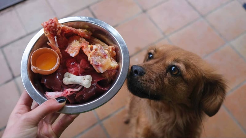 Dog food safety tips: Avoid giving dogs raw meat, bones, or eggs that could cause health issues. Always consult a veterinarian.