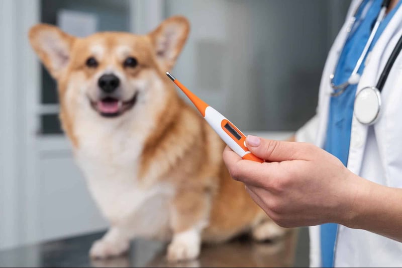 Dog with a veterinarian holding a digital thermometer, veterinary care for pets.