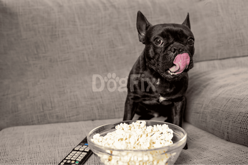 Dog sticking out tongue, sitting on sofa with bowl of popcorn.