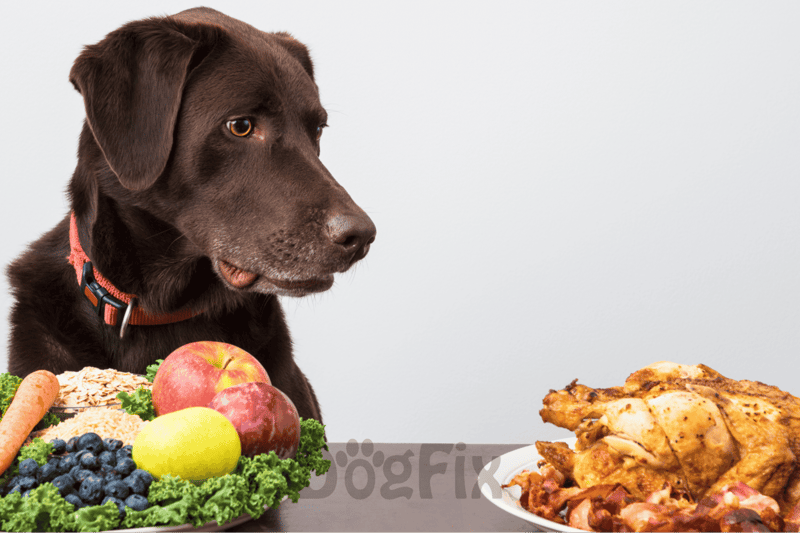 Pawsome Fruits The Safe and Tasty Picks for Your Pet