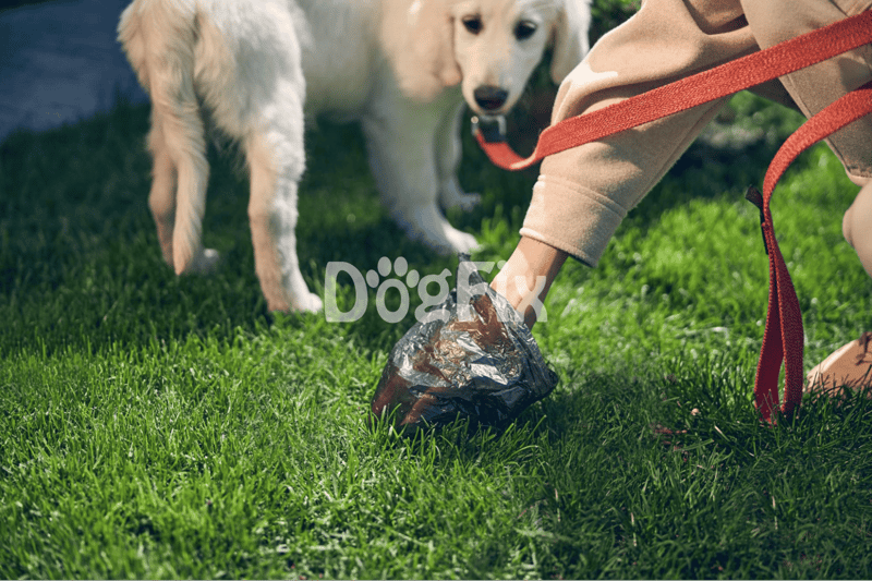 Person training dog with food reward on lush grass.